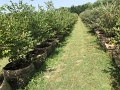 Kids_BlaseFarm_7-2020 (8)